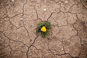 Een eenzame gele bloem op droge zandgrond van MPfoto71