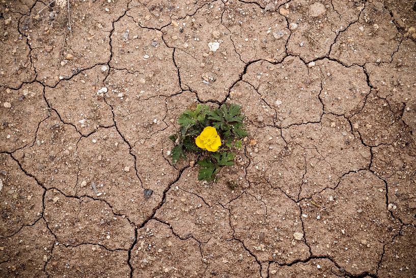 A lonely yellow flower on dry sandy soil by MPfoto71
