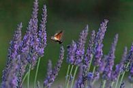 Hummingbird butterfly between the lavenders by Michelle Peeters thumbnail