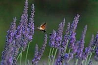 Kolibri-Schmetterling zwischen Lavendel