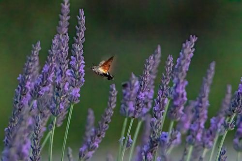 Kolibrivlinder tussen de lavendel