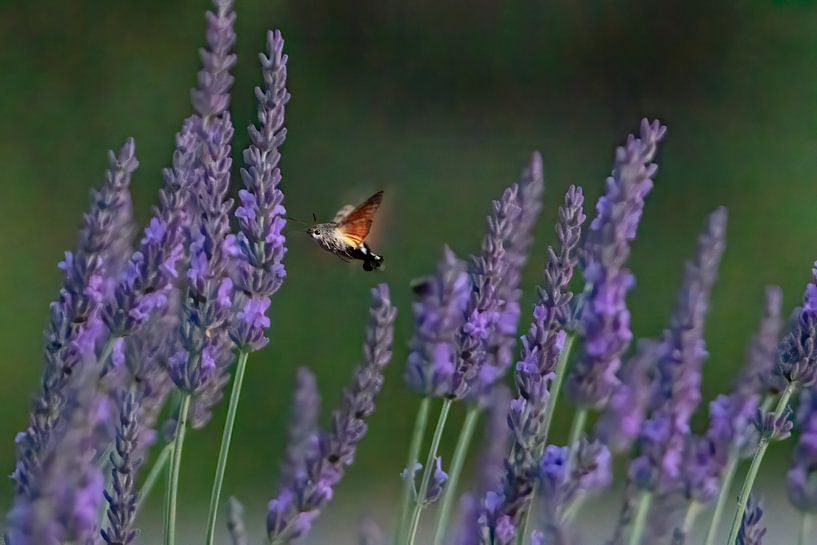 Hummingbird butterfly between the lavenders by Michelle Peeters