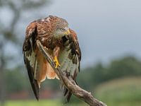 Rode wouw, roofvogel