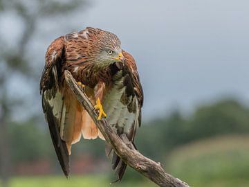 Rode wouw, roofvogel van Aandenken in Beeld