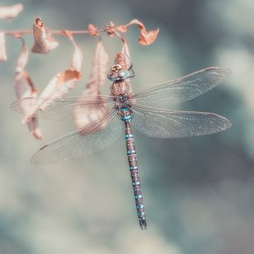 dragon fly by Daniela Beyer