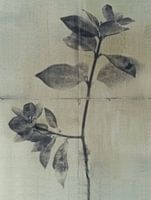 Still life of a plant in Japandi style