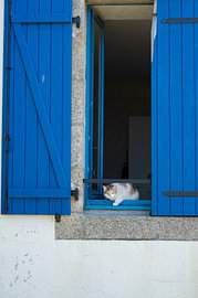 Katze im Fenster von Cor Brok