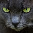 Green eyes van Emajeur Fotografie thumbnail