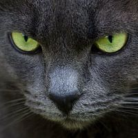 Green eyes