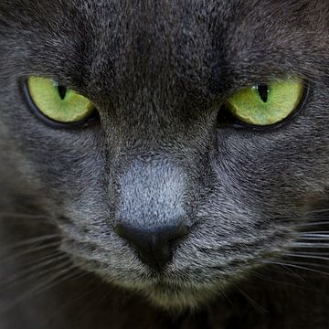 Grüne Augen von Emajeur Fotografie