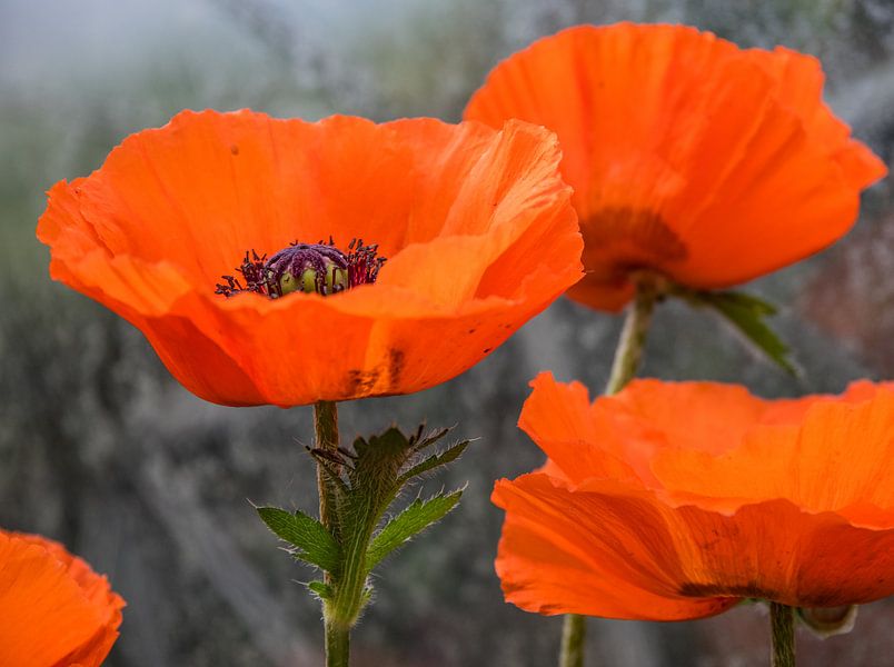 Poppies van Annelies Martinot