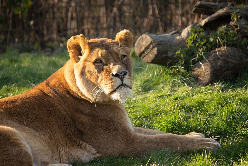 Like a king in the sun by Roger Hagelstein