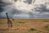 Giraffes
