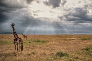 Giraffen von BL Photography