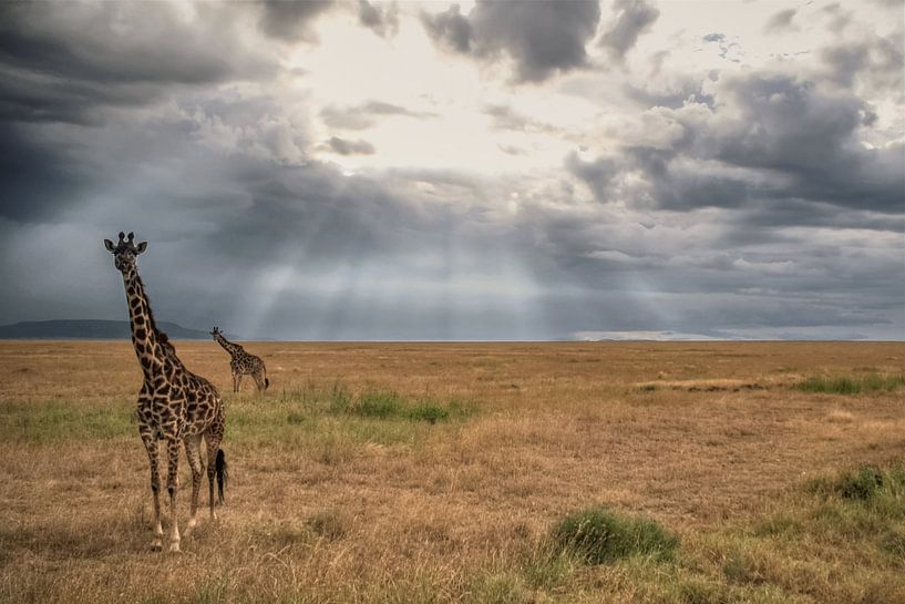 Giraffes van BL Photography