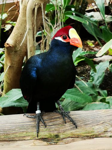 Exotische vogel