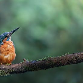 Eisvogel auf einem Ast von Rianne van Diemen