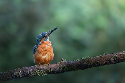 Kingfisher on a branch