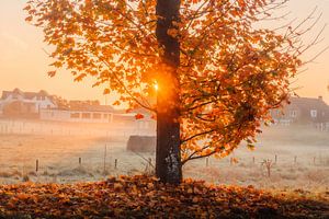 Matinée d'automne à Vlijmen