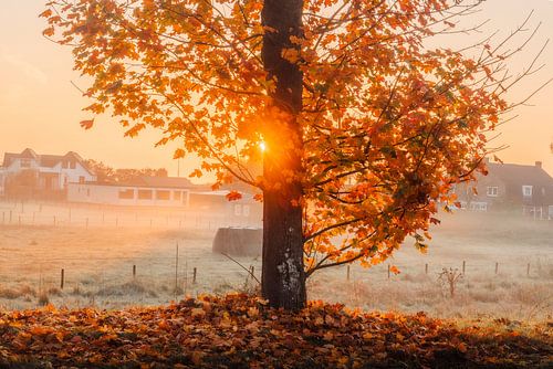 Herfstochtend in Vlijmen