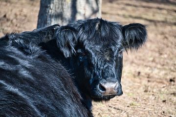 A view of a beautiful cow's head by Andreas Völkel