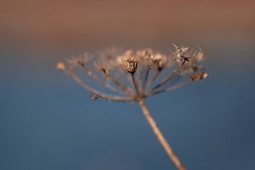 Withered umbel flower by Mayra Fotografie