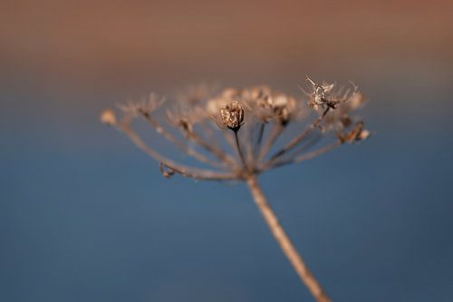 Ombellifère émaciée sur Mayra Fotografie