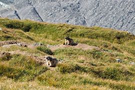 Großglockner, edelweiss and marmots - pure Alpine idyll in Austria. Buy the impressive Alpine photo as a canvas or wall mural now and enjoy nature at home.