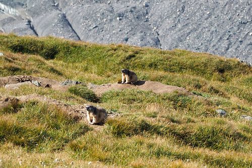 Großglockner, edelweiss en marmotten - pure alpenidylle in Oostenrijk. Koop de indrukwekkende Alpenfoto nu als canvas of muurschildering en geniet thuis van de natuur.