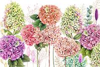 Hydrangeas in garden