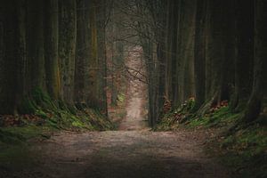 La route à travers la belle forêt. sur Robby's fotografie