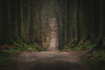 Der Weg durch den schönen Wald. von Robby's fotografie