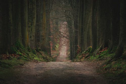 De weg door het prachtige bos.