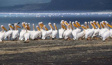 191 Pelikane Kenia Nakuru 4 - Scan von Analogfilm