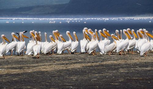 191 Pelicans Kenya Nakuru 4 - Scan From Analog Film