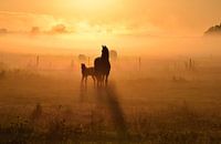 Friese paarden tijdens zonsopkomst