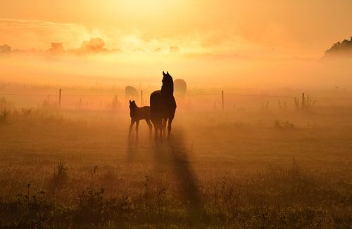 Friese paarden tijdens zonsopkomst