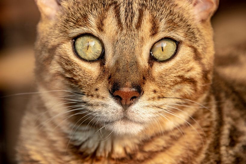 Vensters van de Ziel De Diepten van een Kat in 1 Blik van Femke Ketelaar