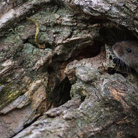 Souris écarlate de Rosse sur Leon Versaevel