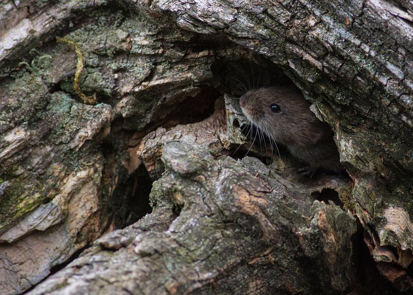 The Rosse Scarlet Mouse by Leon Versaevel