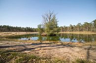 Landschap met meer en een eilandje, Noord-Brabant, Nederland van Ger Beekes thumbnail