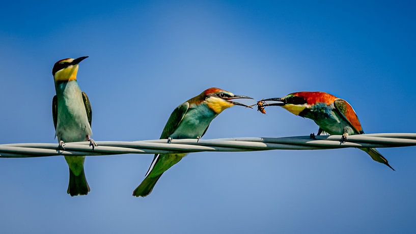 Colored bee-eater feeding its chick by Johannes Jongsma