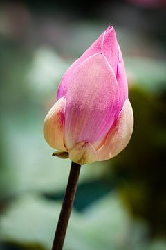Lotus bloemenknop van Jeroen Langeveld, MrLangeveldPhoto