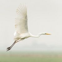 Zilverreiger vliegt weg