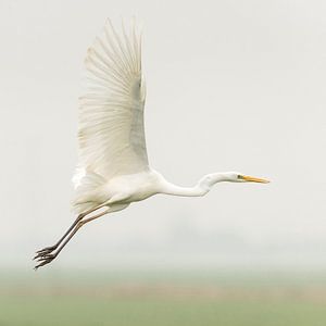 Zilverreiger vliegt weg van Erik Veldkamp