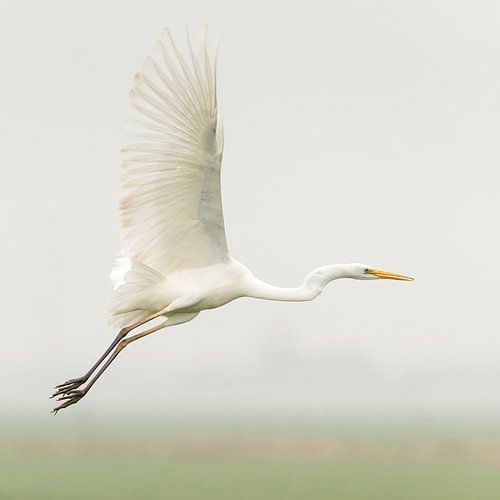 Egret flies away