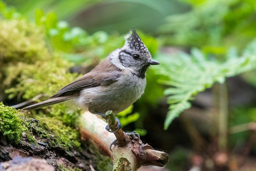 Crested tit by Merijn Loch
