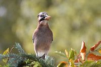 jays