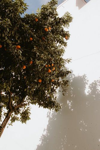 Oranges in summer