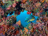 Looking through the coral reef